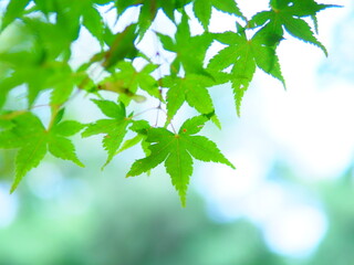 モミジ（初夏）