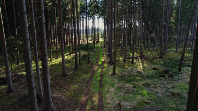 Drifting slowly among new growth pine trees with a bright afternoon sun dappling the forest floor in the Czech Republic.