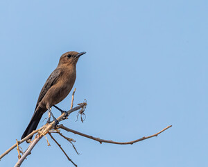 Brown Rock Chat on a tree