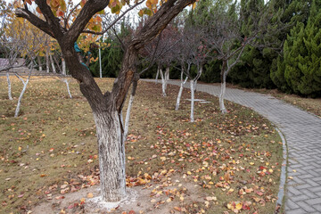 fall in park