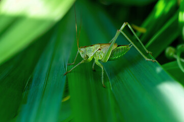 Female Nymph of a great green bush cricket sitting on leaf. long horned grasshoppers insect...