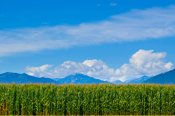 Fototapeta premium Corn Field and the Swiss Alps in the Background in a Sunny Summer Day in Locarno, Switzerland.