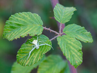 Spider in their natural environment.