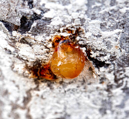 Healing brown resin on a tree, close-up. Natural medicine