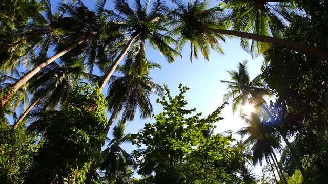 Views of the tropical forest with palm trees and clear blue sky.