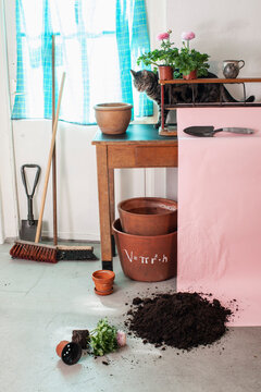 Cat spilling potting soil in gardening shed
