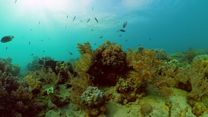 Fototapeta na wymiar Marine life sea world. Underwater fish reef marine. Tropical colourful underwater seas. Philippines.