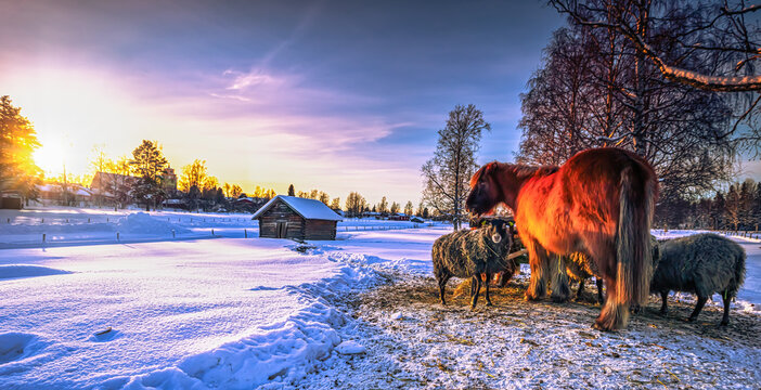 Farm animals in Gammelstaden in Lule&aring;, northern Sweden