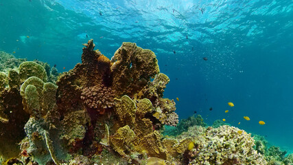 Tropical colourful underwater seascape.The underwater world with colored fish and a coral reef. Philippines.