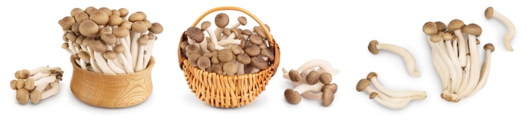 Brown beech mushrooms or Shimeji mushroom isolated on white background. Set or collection