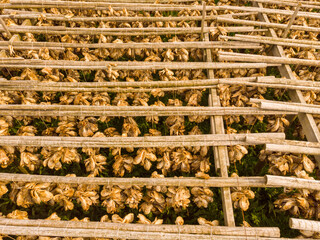 Cod stockfish drying on racks, Lofoten islands Norway