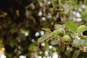 Obraz premium a green unripe apple is hanging on a branch of an apple tree with green leaves. blurred background. ripening of the crop