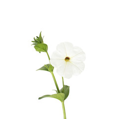 Beautiful white flower with green stem on a white background, isolate, Close-up