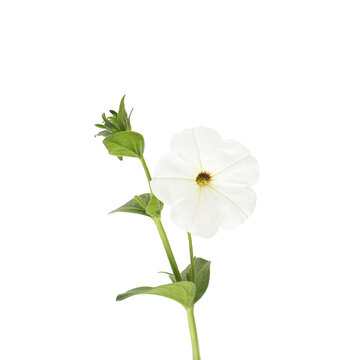 Beautiful white flower with green stem on a white background, isolate, Close-up