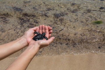 Close up of hands holding small baby turtle hatchling ready for release into the open sea or ocean