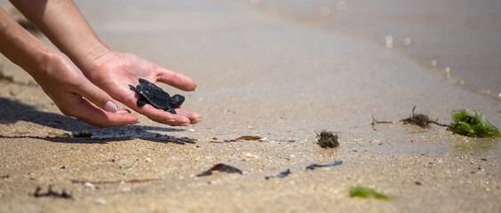 Close up of hands holding small baby turtle hatchling ready for release into the open sea or ocean - 443565771