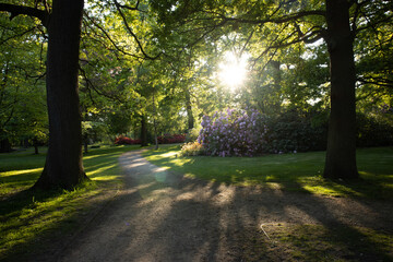 Bushy Park and the beautiful woodland garden enclosure at sunset in spring