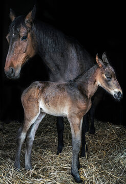 Beautiful brown horse mare and foal in barn
