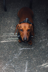 squinting Weiner sausage dog dachshund outside with harness