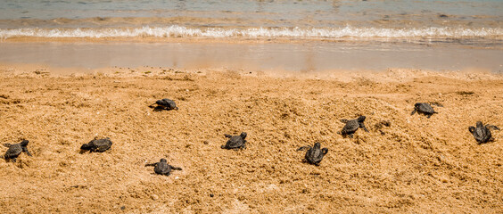 Baby turtles hatchling on the beach moving towards sea or ocean