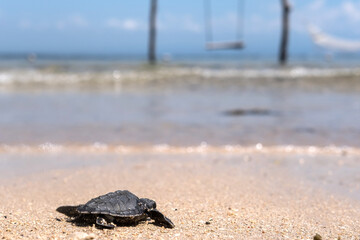 Small baby turtle hatchling on the beach moving towards sea or ocean