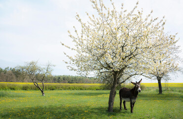 Donkey standing under spring apple blossom tree
