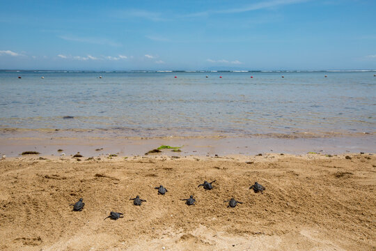 Baby Turtles Hatchling On The Beach Moving Towards Sea Or Ocean