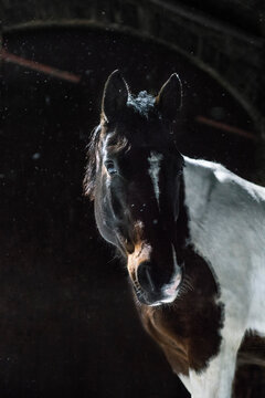 Portrait brown and white horse in snow at night

