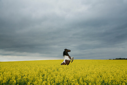 Beautiful brown and white horse rearing up in canola field
