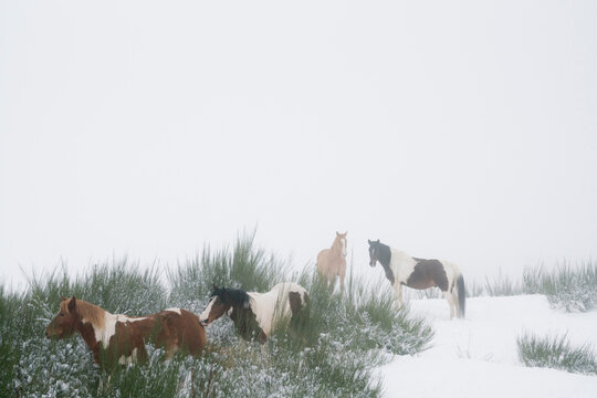 Brown and white horses in snowy field
