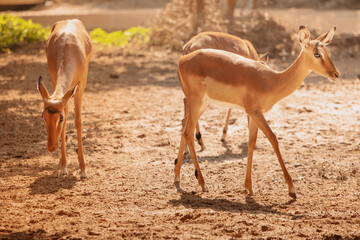 The Impala antelope is one of the fastest animals in the world. In the photo, a herd of females is...