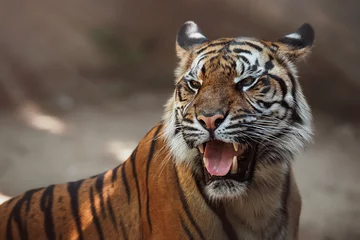 Zelfklevend Fotobehang portrait of a tiger © Sangur
