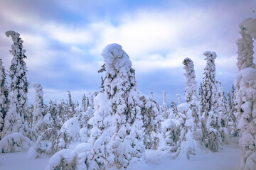 Winter landscape in the Swedish Lapland, Sweden