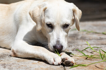 labrador joueur