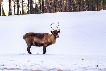 Reindeer in the winter landscape in the Swedish Lapland, Sweden