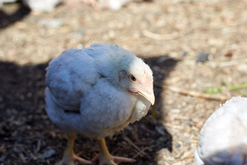 White chickens walk and graze in the open air, home yard with chickens