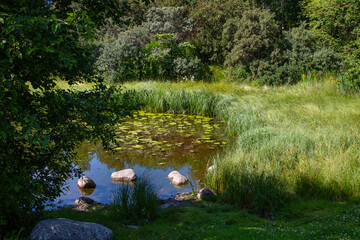 Fototapeta premium Pond in a park. Lush green vegetation reflected in the water.