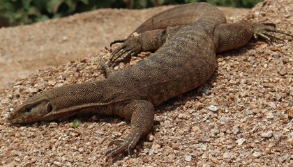 Lizard crawling on the ground