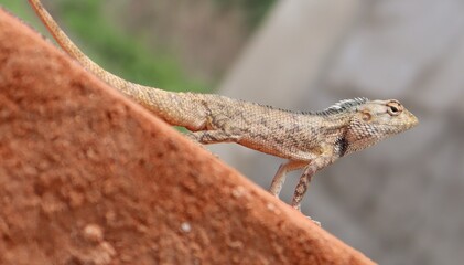 Lizard crawling on the ground