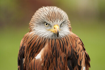 Obraz premium Red kite, bird of prey portrait, Yellow eye and beak, in front view. Green grass in the background