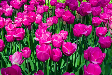 Tulips of the Barselona  species.