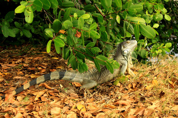 beautiful big iguana in park of Saint Martin island of United States