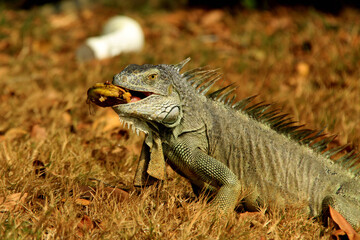 beautiful big iguana in park of Saint Martin island of United States