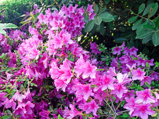 Fototapeta premium pink azalea blooms on a background. tropical flower grows in a tropical garden