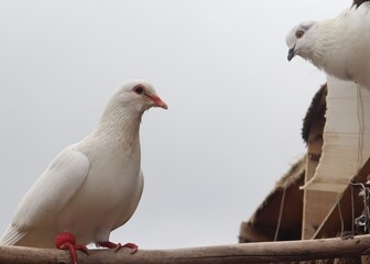 Pigeons looking at each other