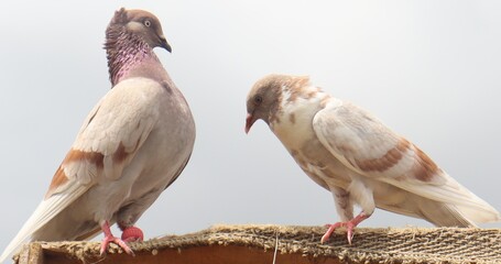 Pigeons looking on a stick