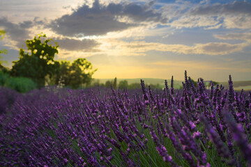 lavender field in the light of sunsets , Santa Luce,  Tuscany,  Italy