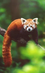 Foto op Canvas red panda in tree © Sangur