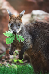 Obraz premium kangaroo in the grass