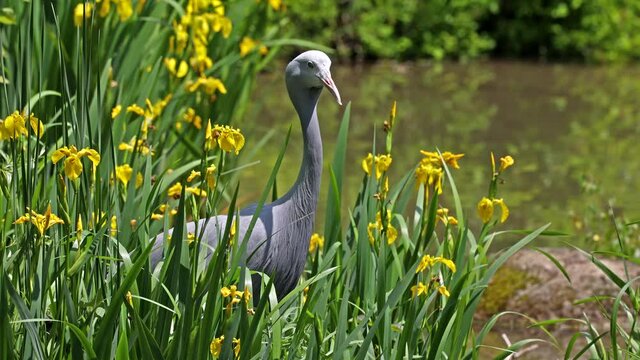 The Blue Crane, Grus paradisea, is an endangered bird specie endemic to Southern Africa. It is the national bird of South Africa